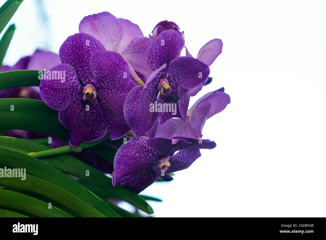 Blue orchid flowers under sunshine look like purple orchid . Vanda coerulea,blue vanda or autumn,Vanda coerulea Griff. ex Lindl. Stock Photo