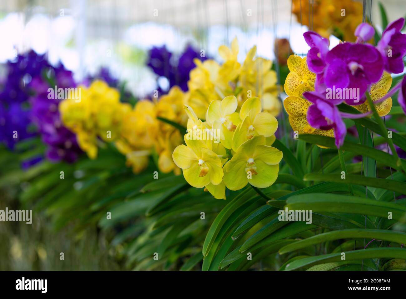 Spring yellow orchid flower on a white and green bokeh background.Spring orchid flower taken at an exhibition in Thailand during the day time.Orchid f Stock Photo