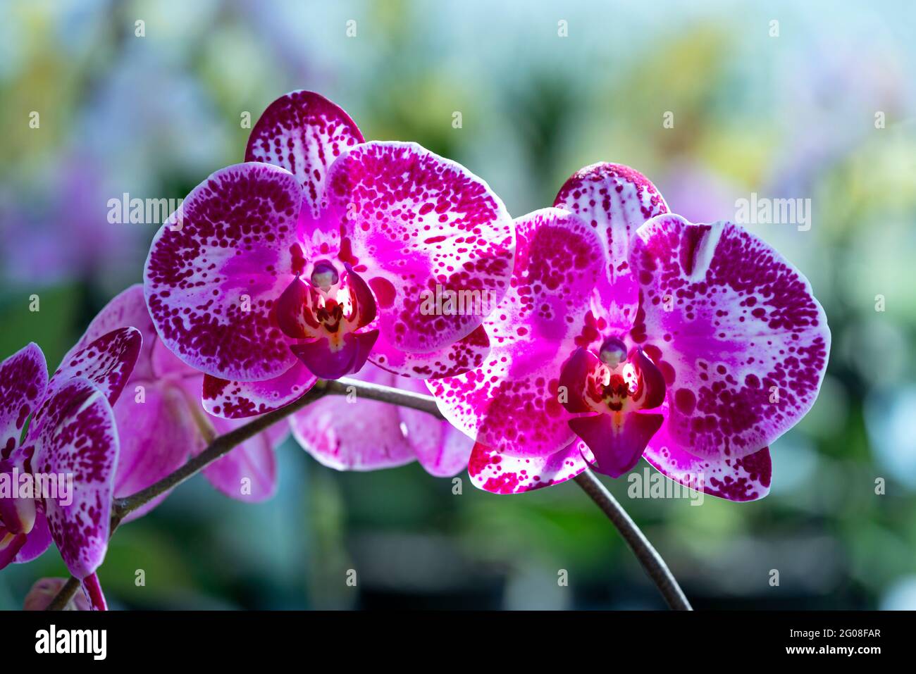Purple butterfly orchids of the Phalaenopsis genus are cultivated in a
