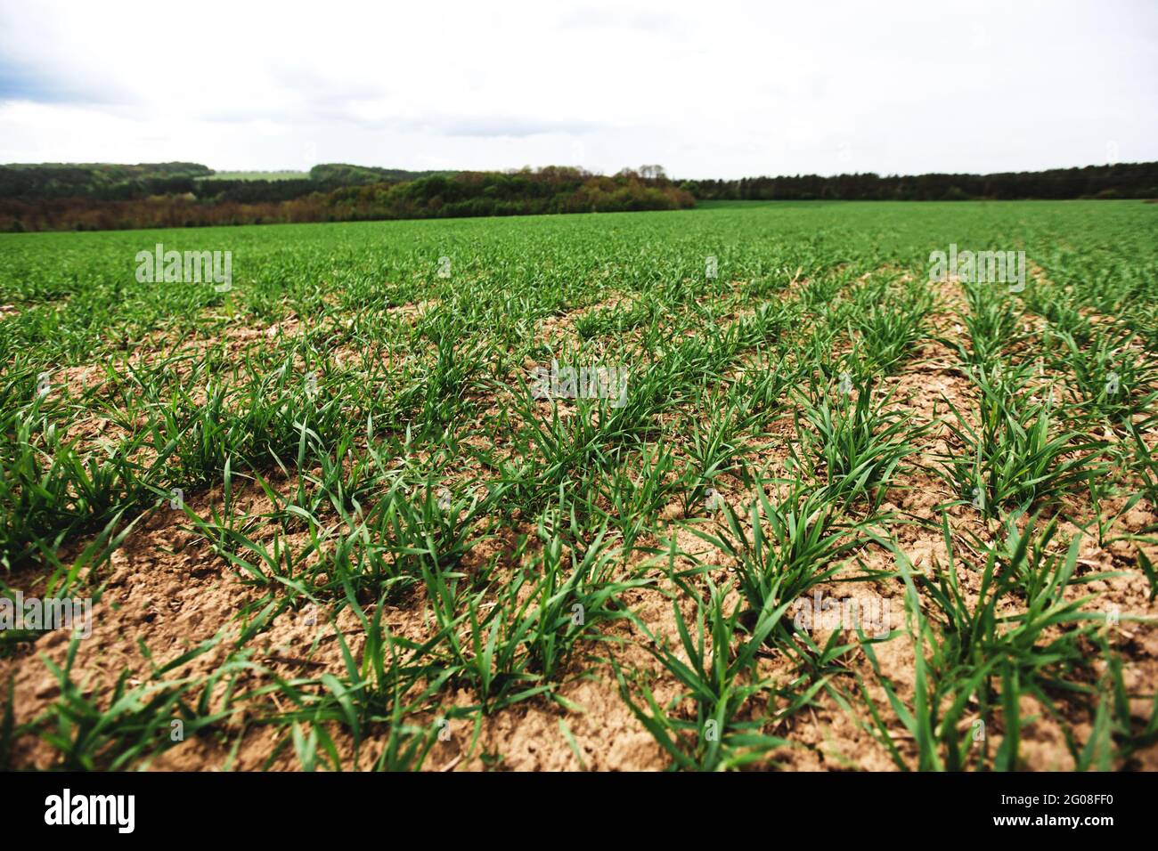 Endless green farm fields with growing wheat in spring and blue sky. High quality photo Stock Photo