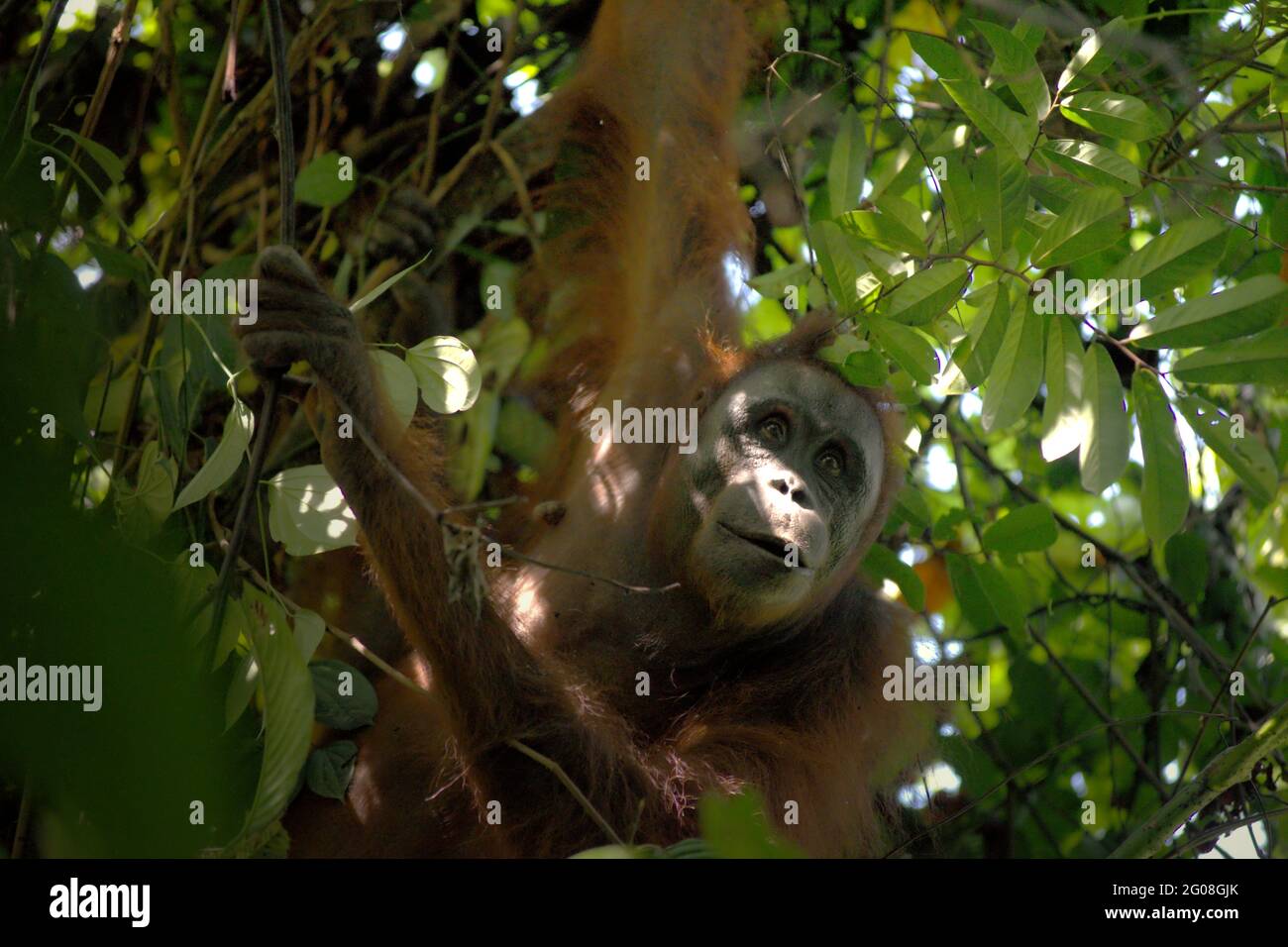 Wild orangutan foraging in Kutai National Park, East Kalimantan, Indonesia. Northeast Bornean orangutan (Pongo pygmaeus morio) subspecies. Apart from deforestation and poaching; climate change is bringing more extinction risk to this endemic, critically endangered species. Higher temperature, unusual and extreme climate conditions, for example, will affect the availability of their food supply. Stock Photo