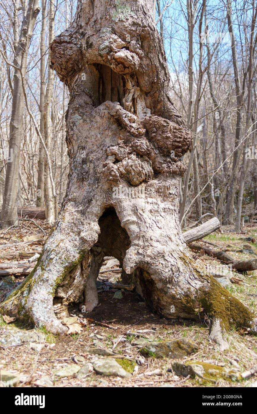 Holes in roots hi-res stock photography and images - Alamy