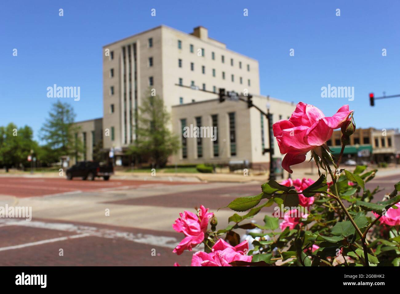 Pink Roses With Smith County Courthouse in Downtown Tyler, TX in