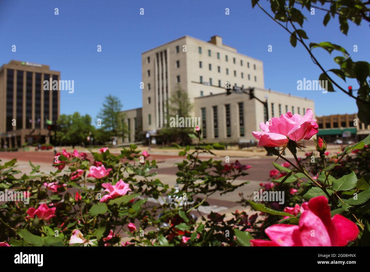 Pink Roses With Smith County Courthouse in Downtown Tyler, TX in