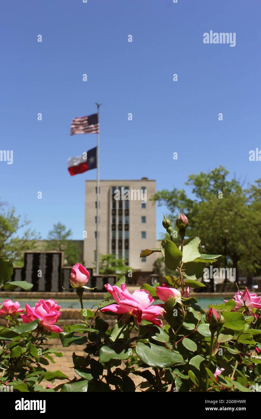 Pink Roses With Smith County Courthouse in Downtown Tyler, TX in