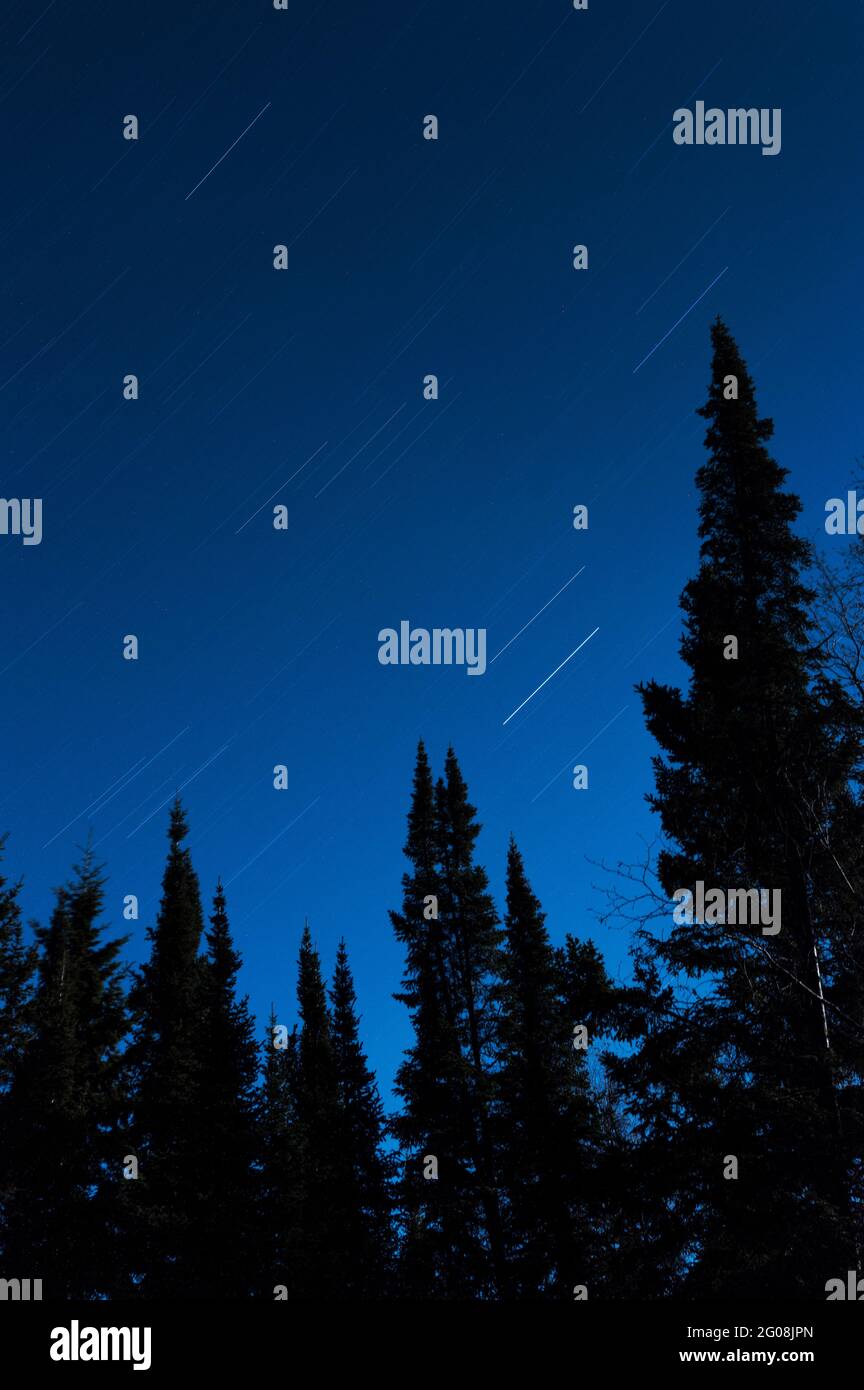Night sky over pine trees, Split Rock State Park, Minnesota, USA Stock Photo