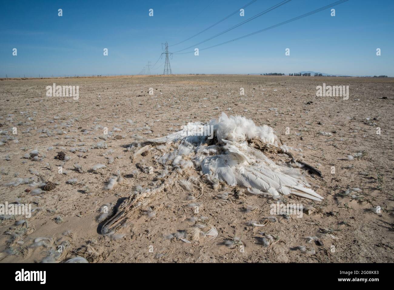 A dead tundra swan (Cygnus columbianus) in California, one of millions of birds killed as a result of a collision with power lines. Stock Photo