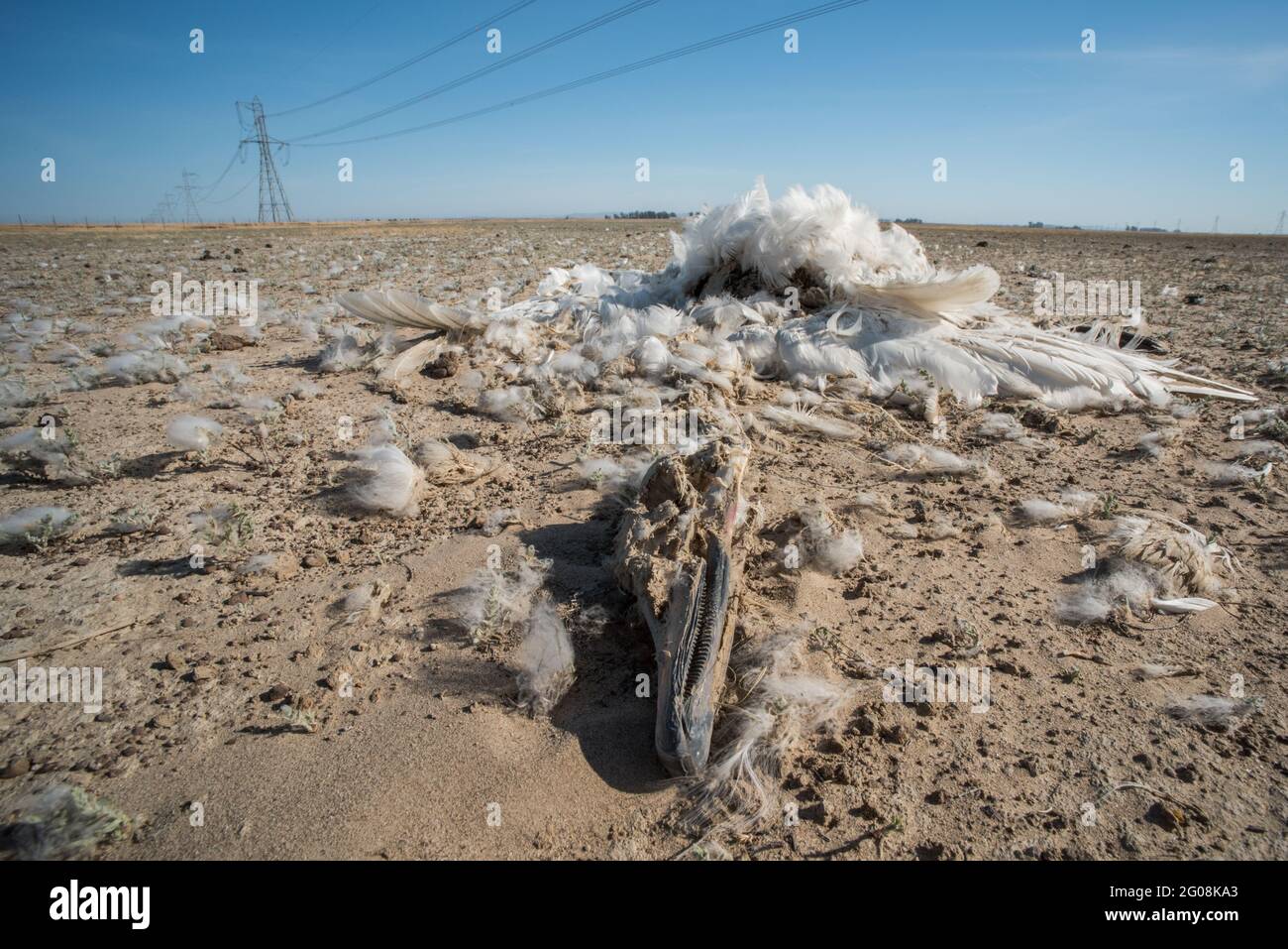 A dead tundra swan (Cygnus columbianus) in California, one of millions of birds killed as a result of a collision with power lines. Stock Photo