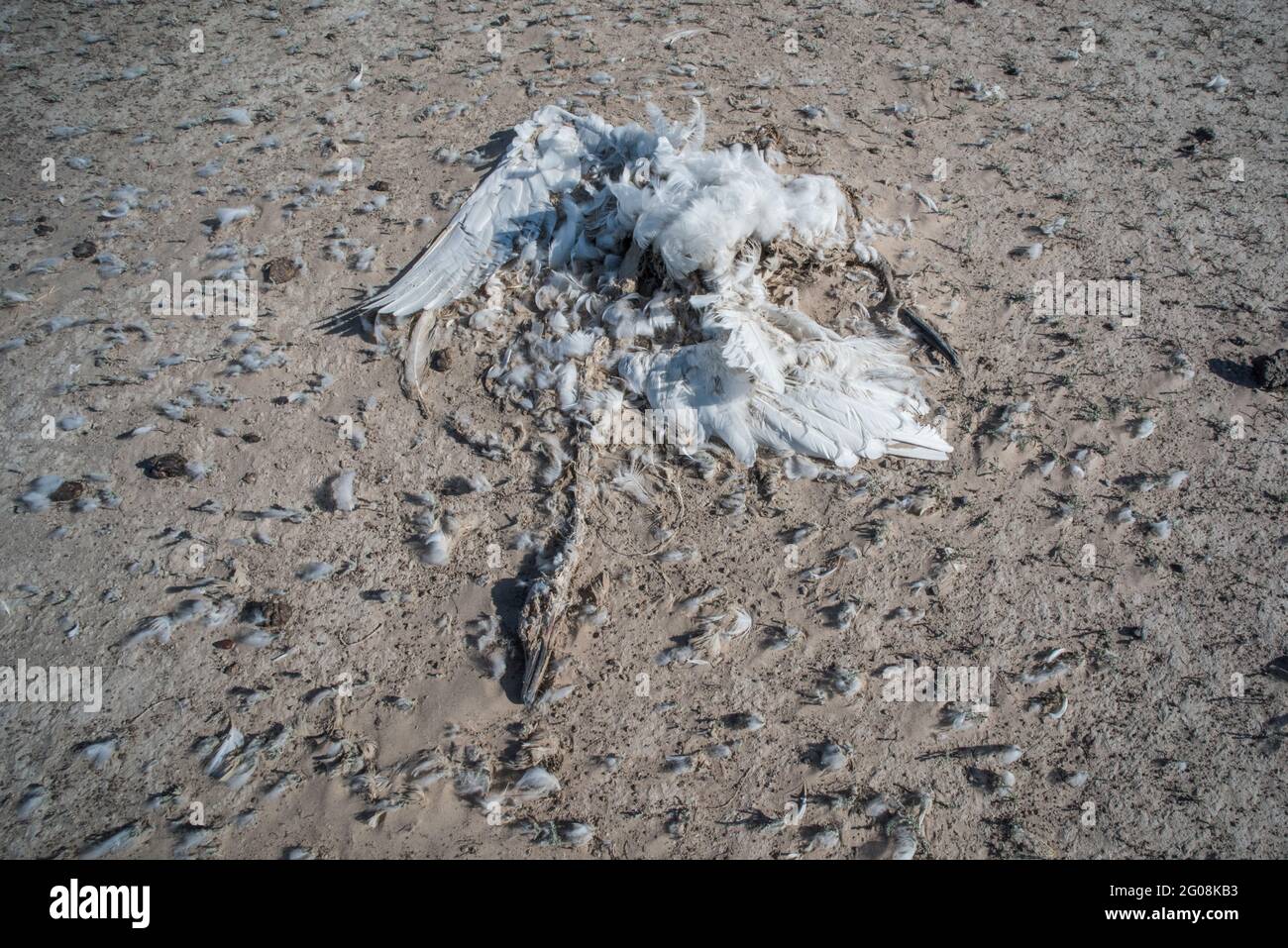 A dead tundra swan (Cygnus columbianus) lays in the dried mud of a former wetland in California. Stock Photo