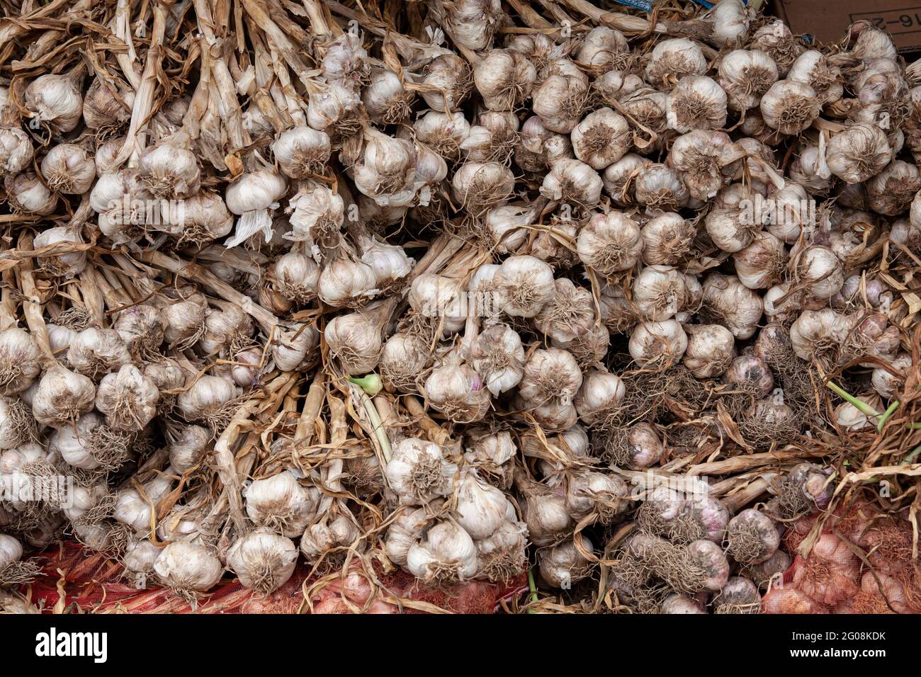 Unpeeled bulb fresh garlic hi-res stock photography and images - Alamy