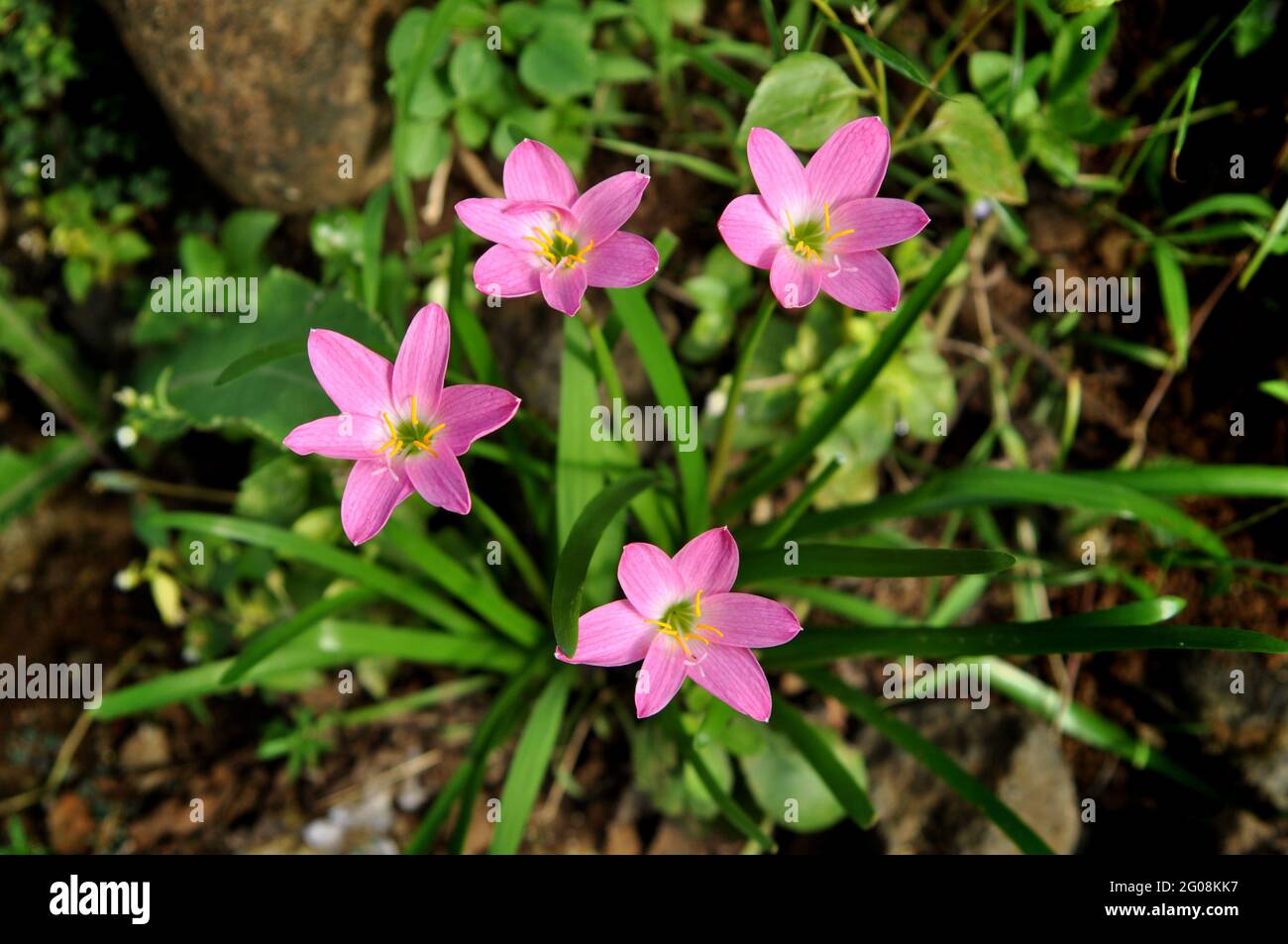 Zephyranthes minuta is a plant species very often referred to as Zephyranthes grandiflora Stock Photo