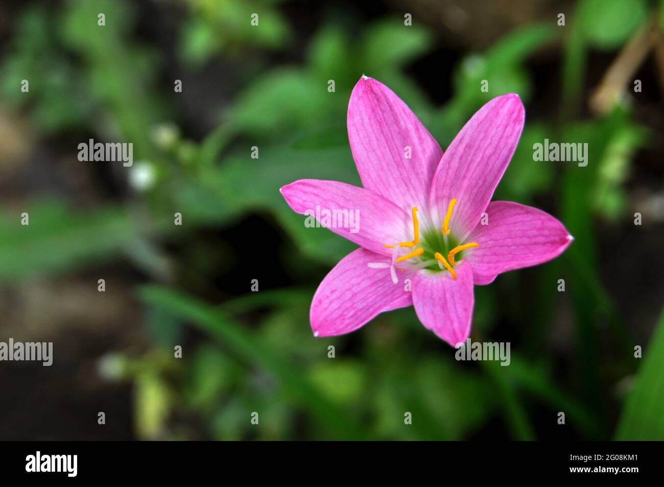 Zephyranthes minuta is a plant species very often referred to as Zephyranthes grandiflora Stock Photo