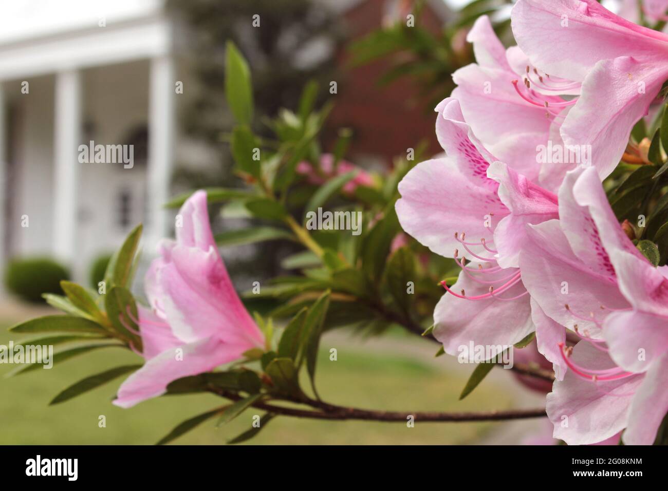 Azalea Flowers with Historic Mansion in Background, Shallow DOF, Focus on Flowers Stock Photo