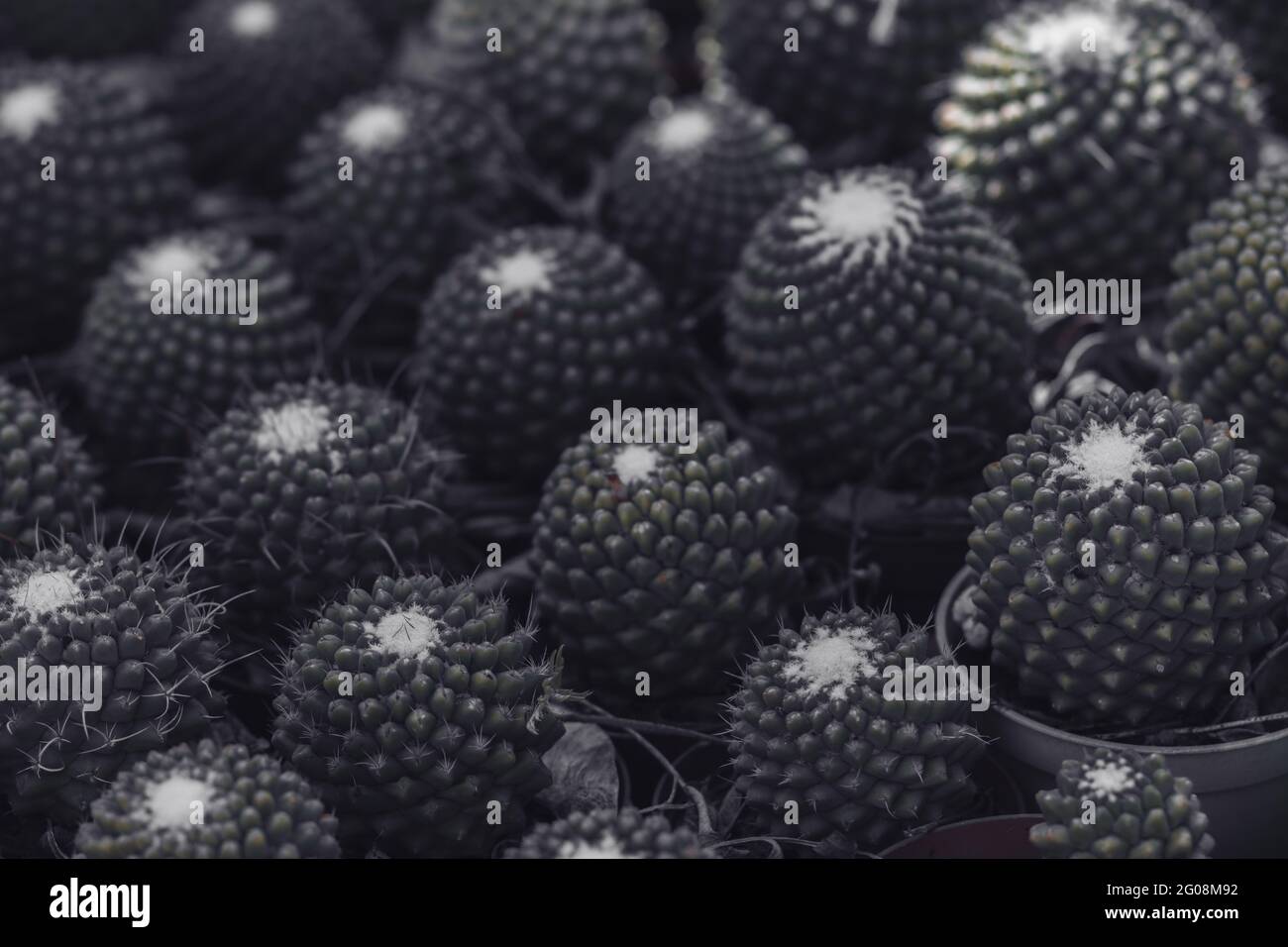 Mammillaria hidalgensis hi-res stock photography and images - Alamy