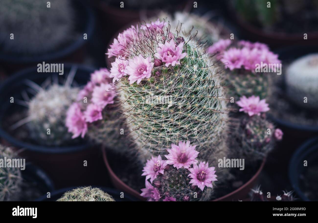 Mammillaria cactus, a type with pink flowers, blurred dark background Stock Photo