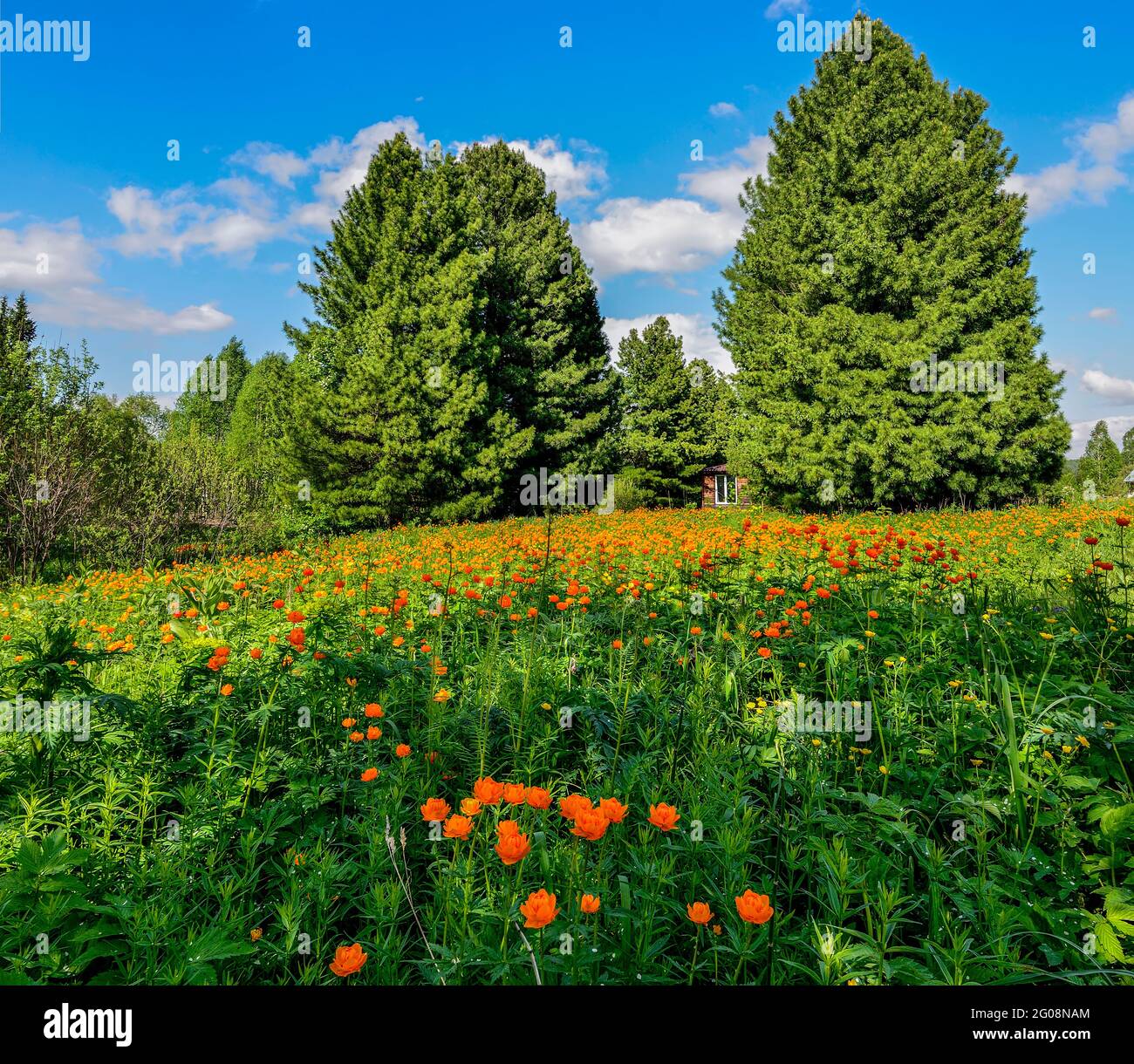 Large flowering meadow at the edge of coniferous forest. Small wooden house under huge cedars in background. Spring idyllic landscape with orange Glob Stock Photo