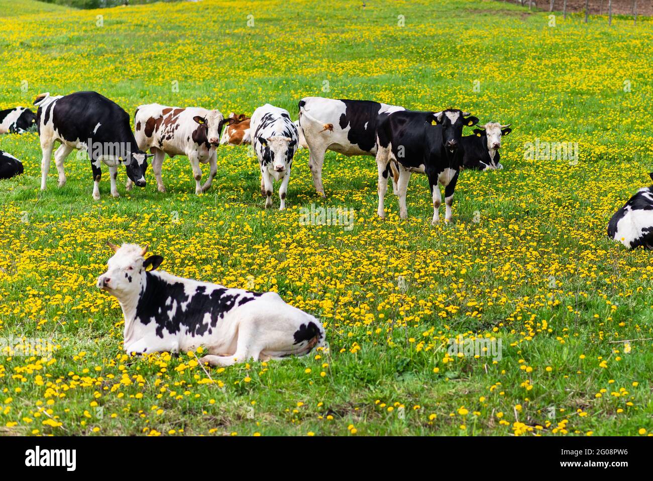 Black and white cows in a green grassy field on a bright and sunny day ...