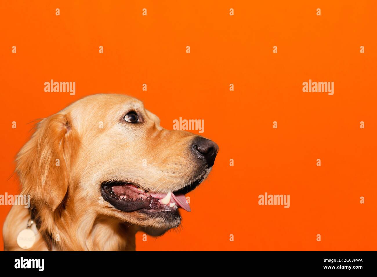 Portrait of adult golden retriever dog on orange studio background.Side view,closeup,copy space. Stock Photo