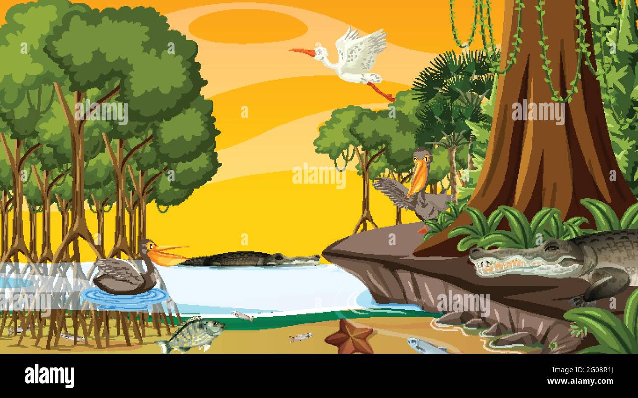 Nature scene with Mangrove forest at sunset time in cartoon style  illustration Stock Vector Image & Art - Alamy