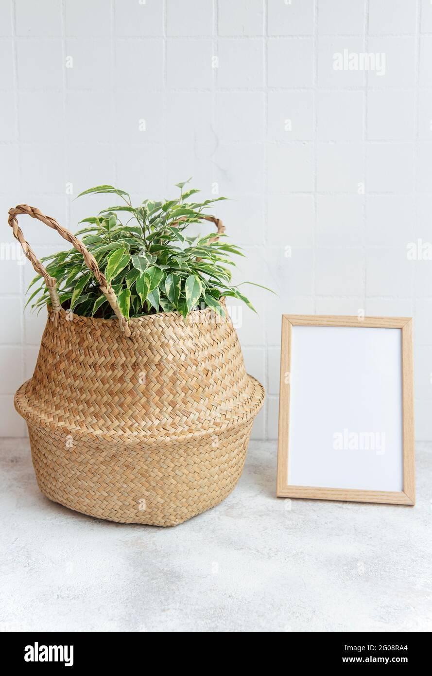 Ficus benjamin  and mock up poster frame on the table Stock Photo