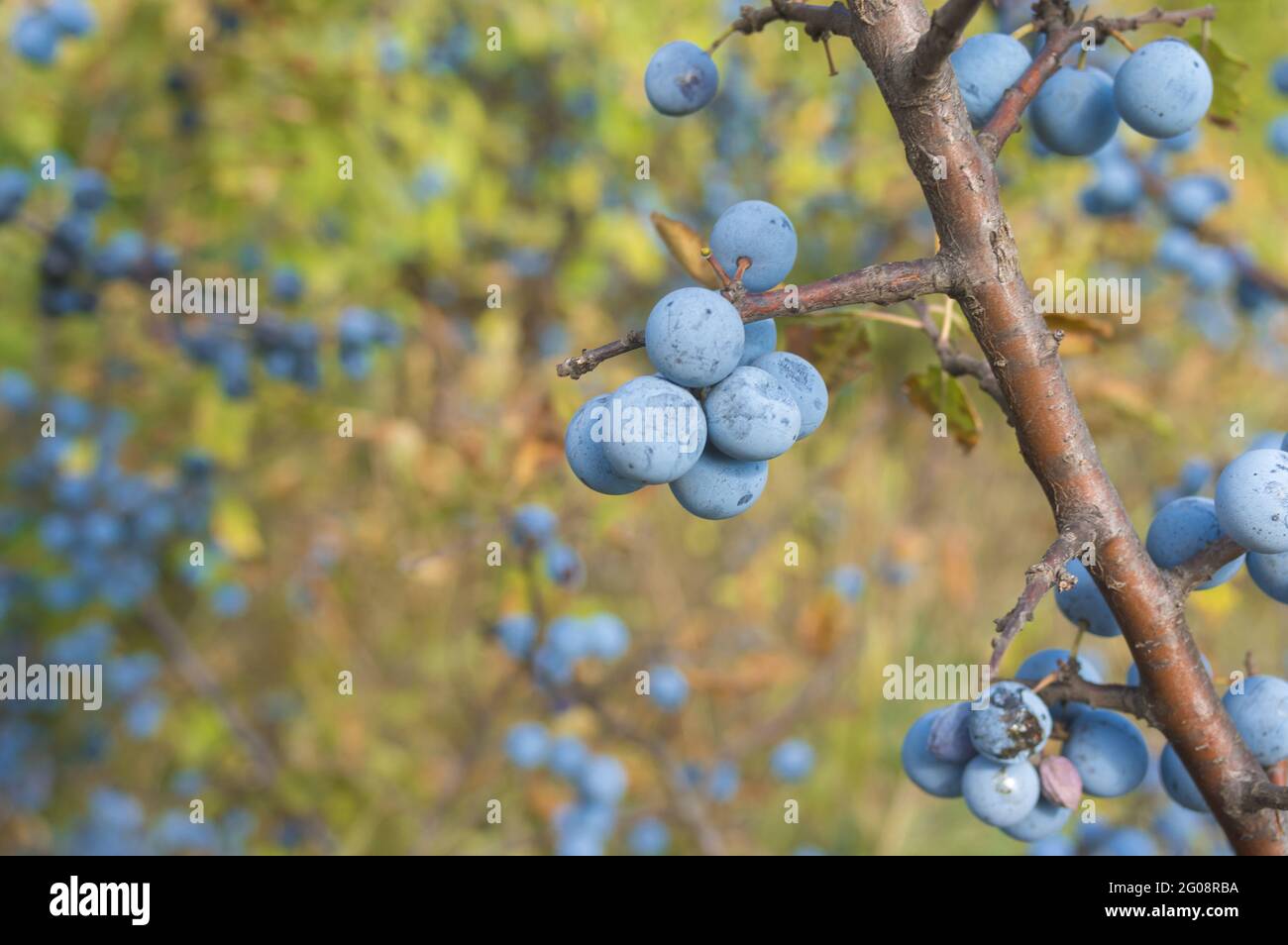 Branch of wild plant prunus spinosa also called blackthorn closeup with blue round fruits  at fall season Stock Photo