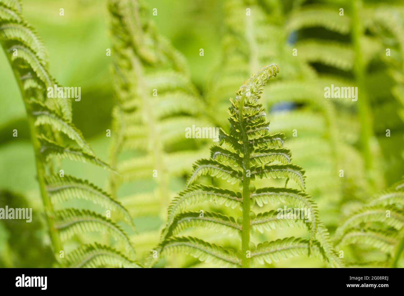 Curled Fern Frond High Resolution Stock Photography and Images - Alamy