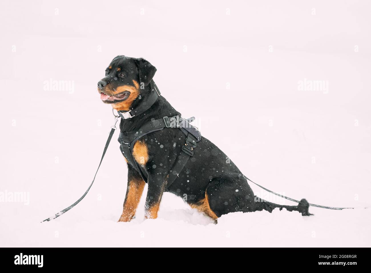 Black Rottweiler Metzgerhund Dog Sitting In Snow During Winter Day. Dog Is Dressed In A Special Training Suit Stock Photo