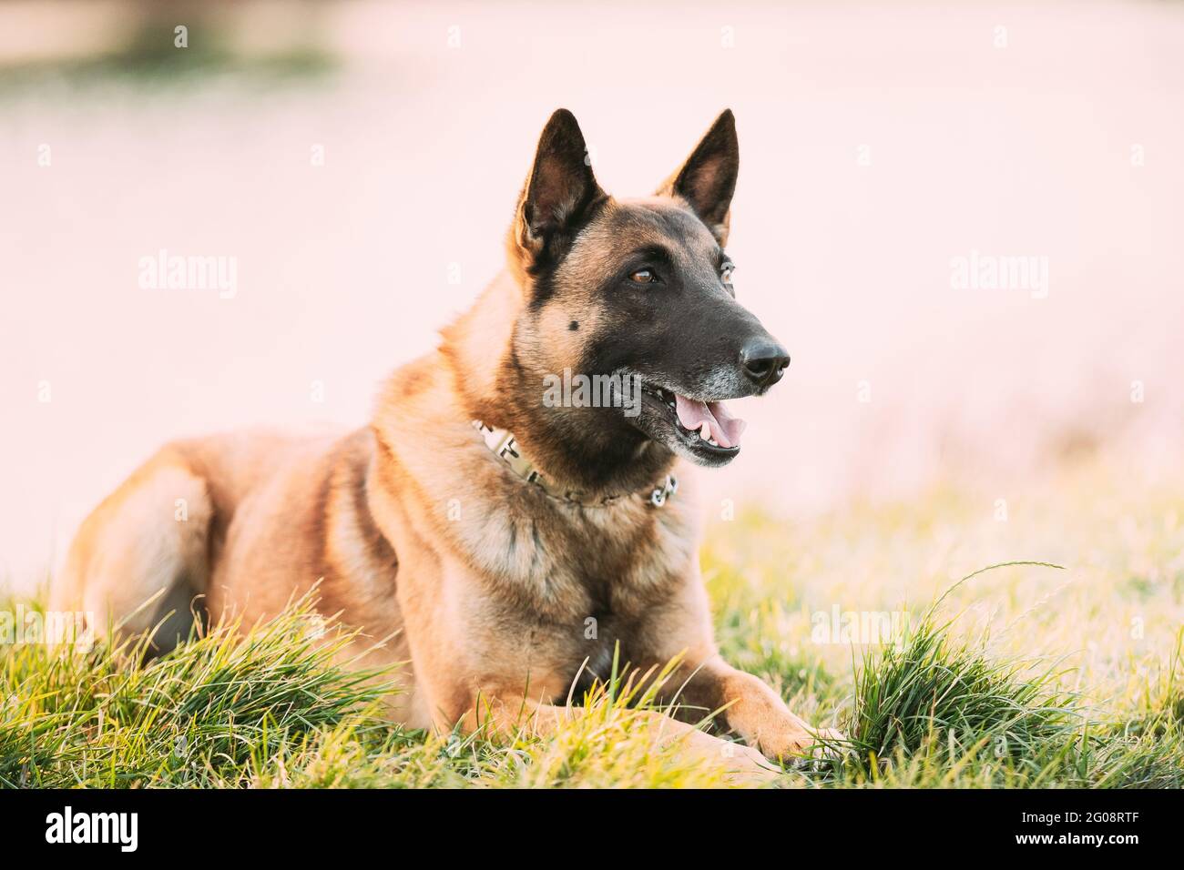 Belgian Tervuren vs Malinois: Key Differences \u0026 Breed Comparison, image size:1300x956