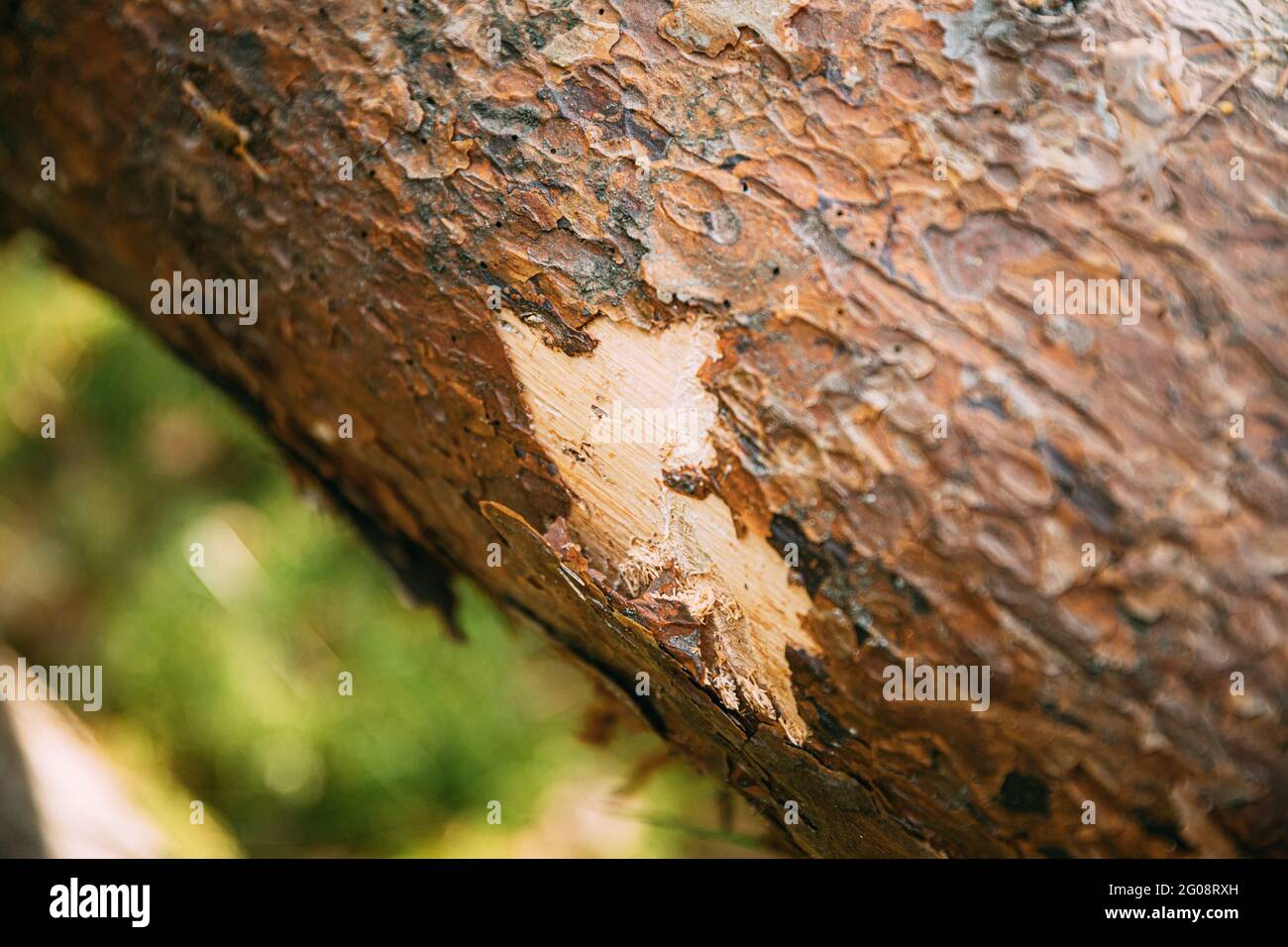 Close View Of Bear Claw Marks On Fallen Pine Tree. Detail Stock Photo