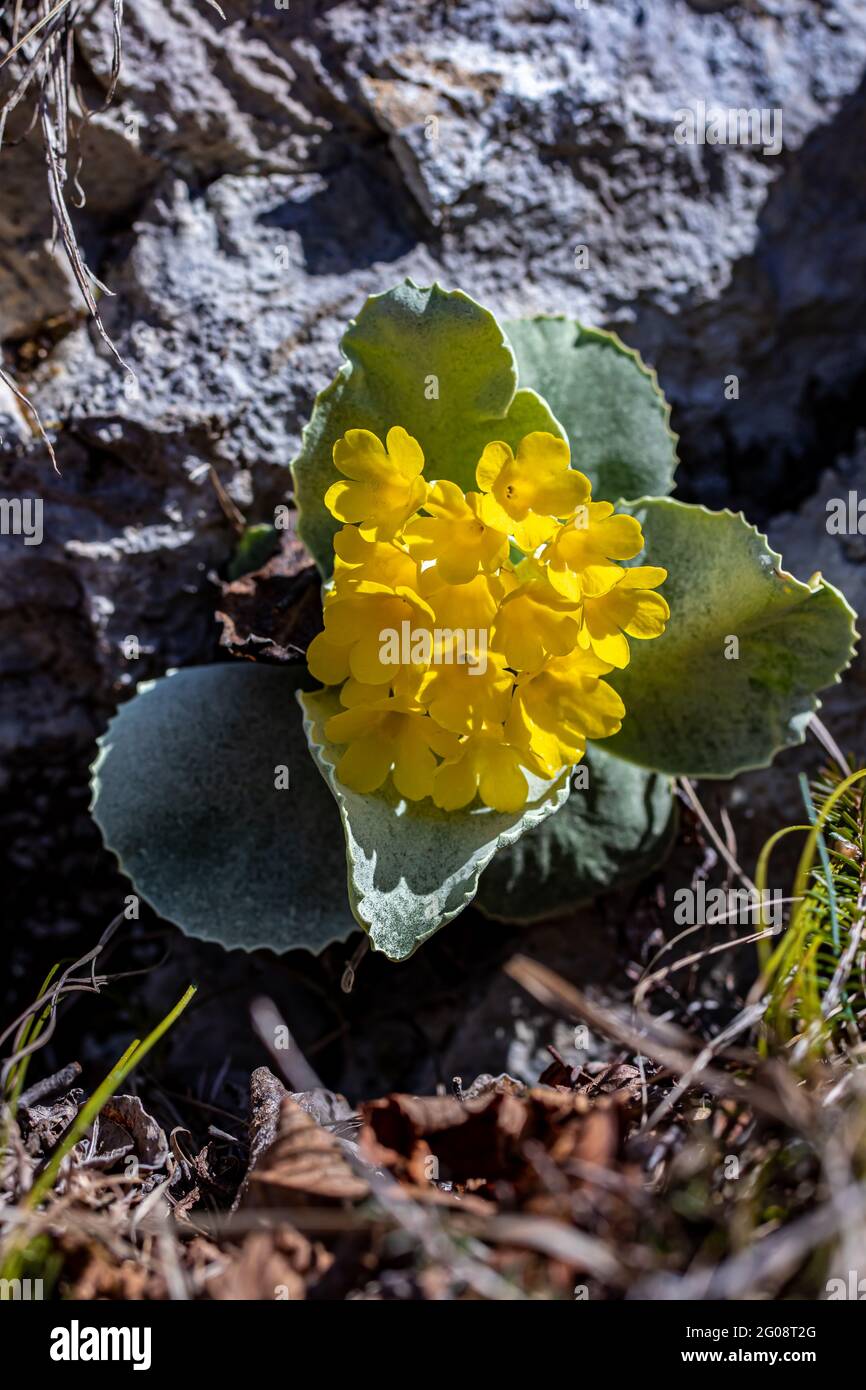 Primula auricula flowers in spring Stock Photo