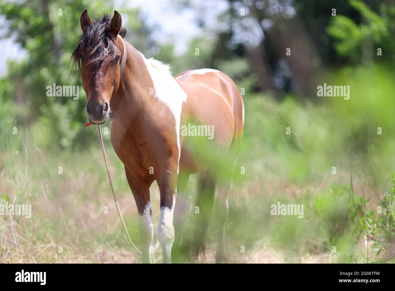 Trakehner horse walks alone in pasture closeup Stock Photo