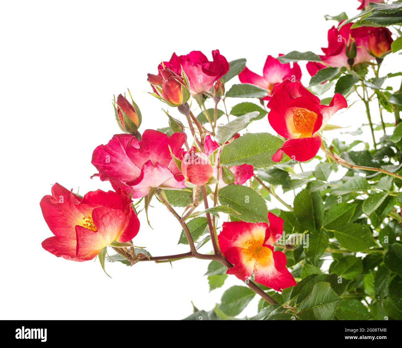 climbing rose in front of white background Stock Photo - Alamy