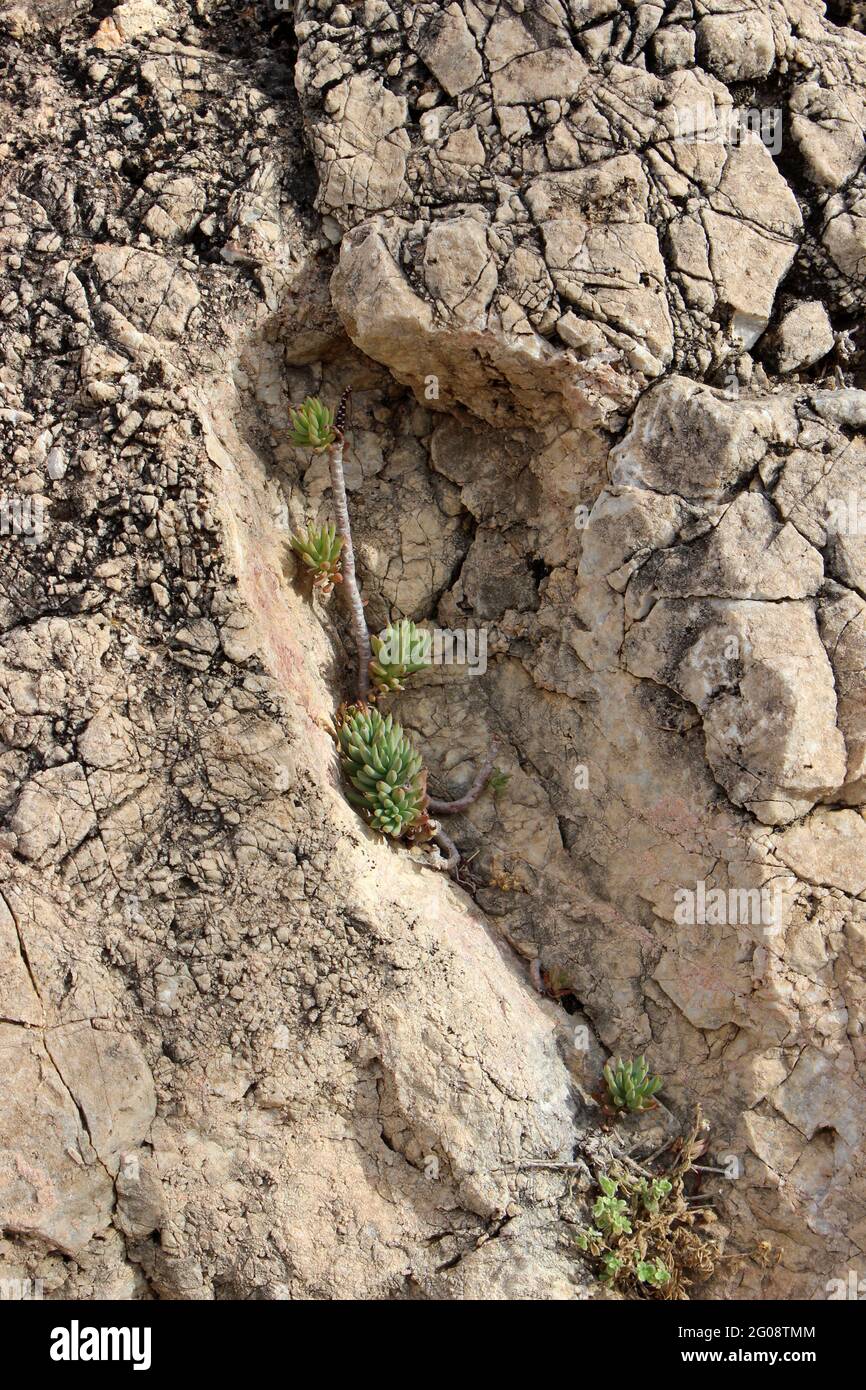 Sedum hispanicum, spanish stonecrop growing wild on a rock face in the Montsia mountain range near Amposta in Catalonia, Spain Stock Photo