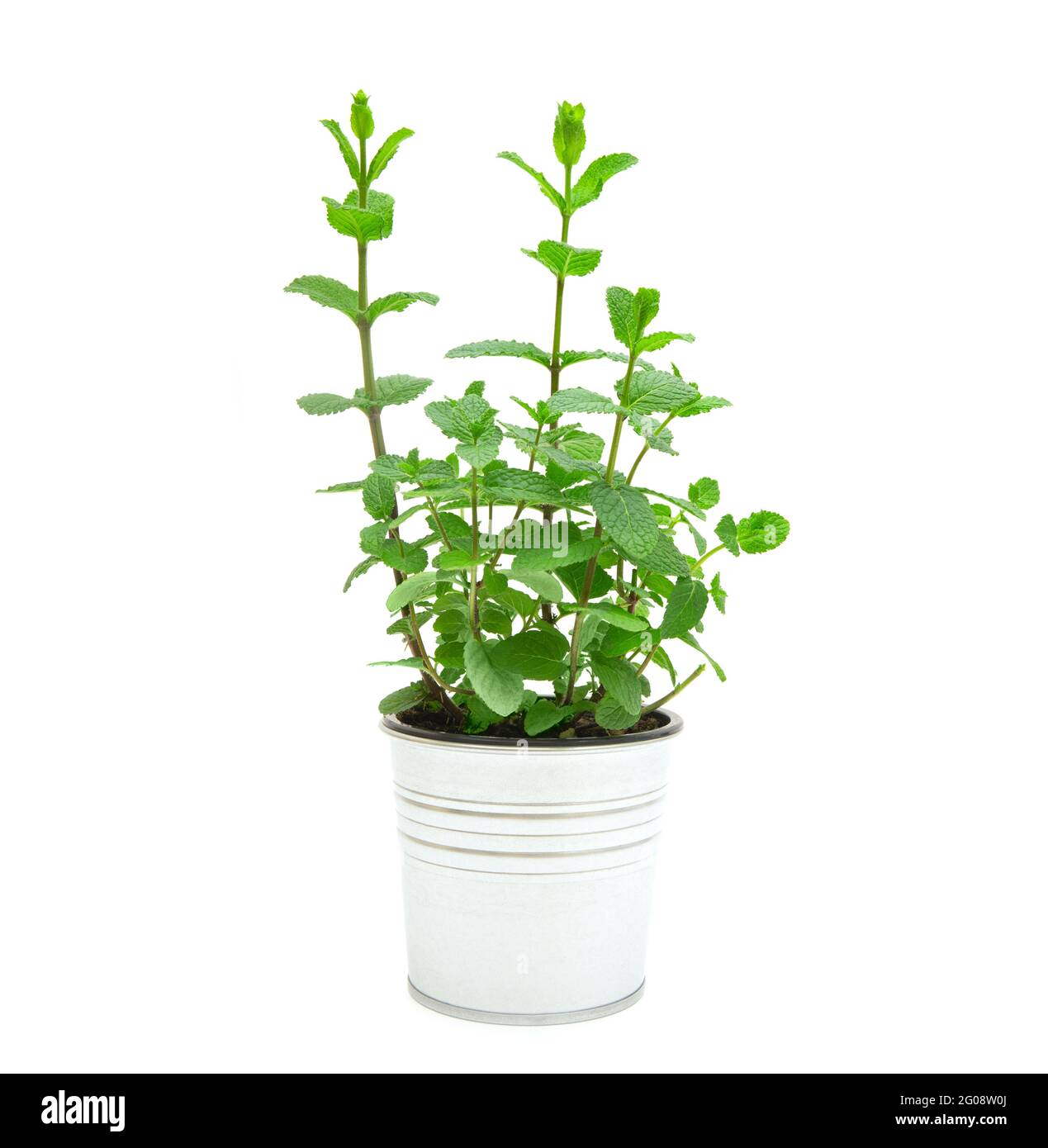 Potted Mint