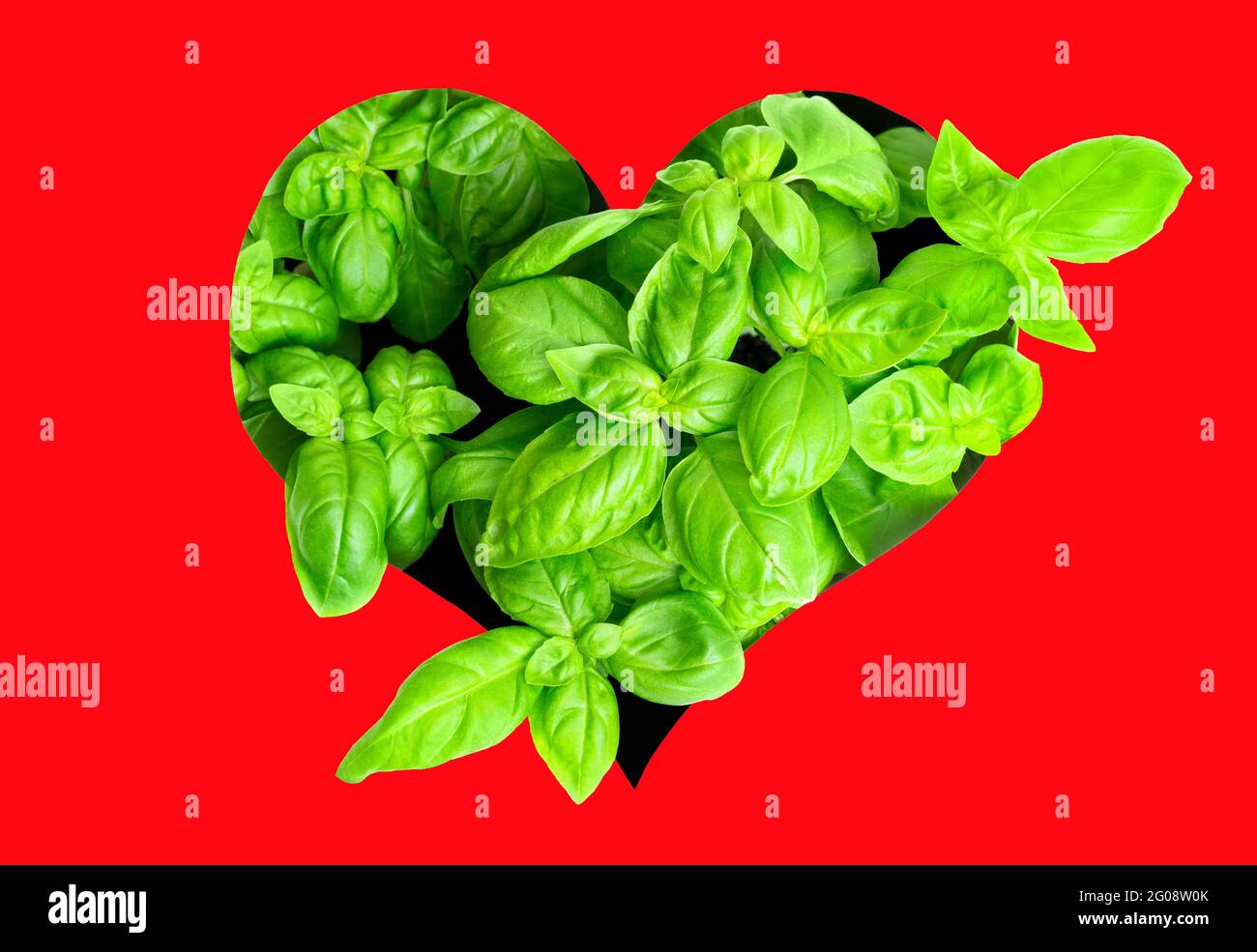 Fresh leaves of sweet basil coming through a heart shaped opening