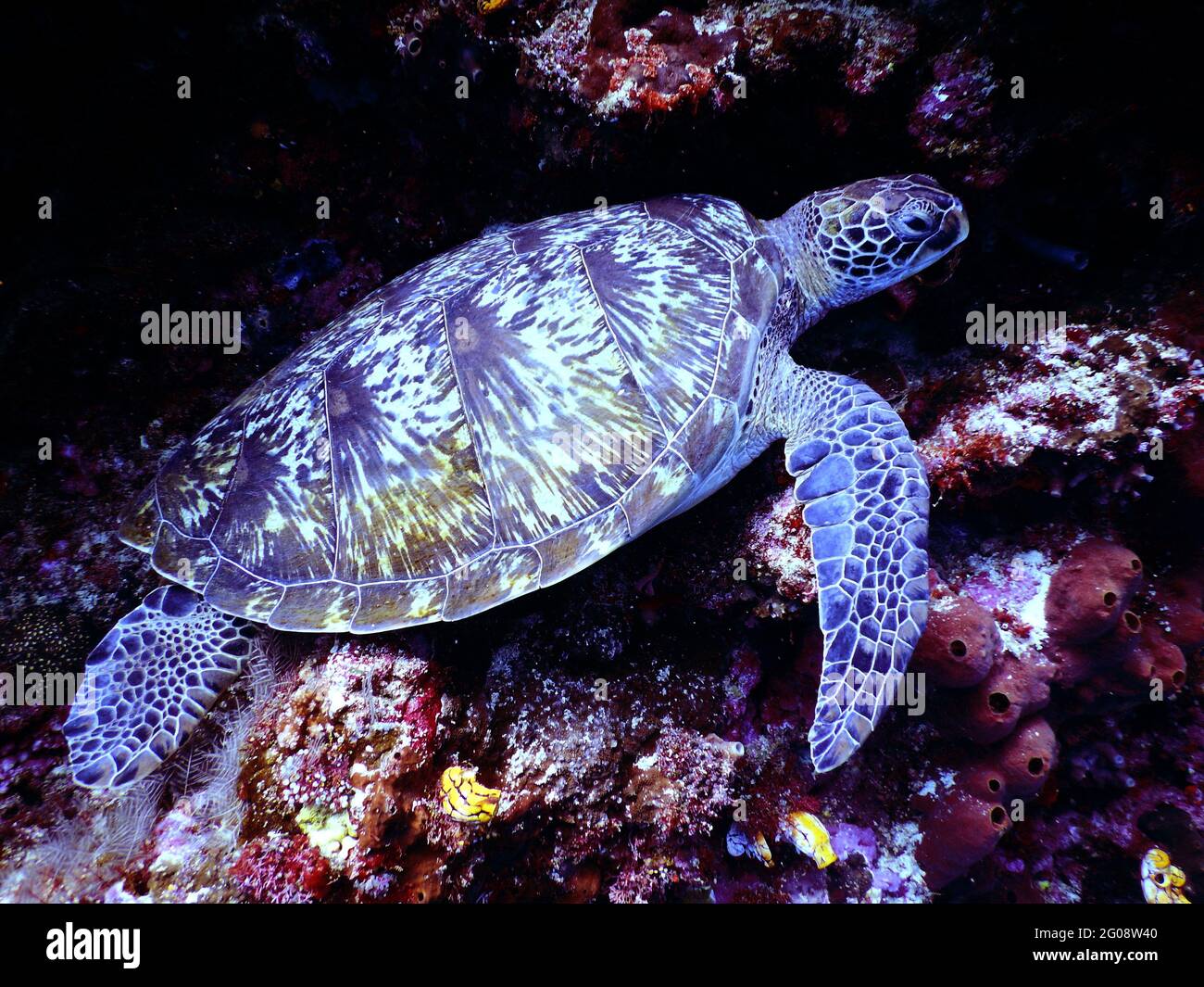 Sea Turtle, Marine Life Turtle, Live Animal Stock Photograph, Africa, wildlife, Turtle Stock Photo, animal, animals Stock Photo