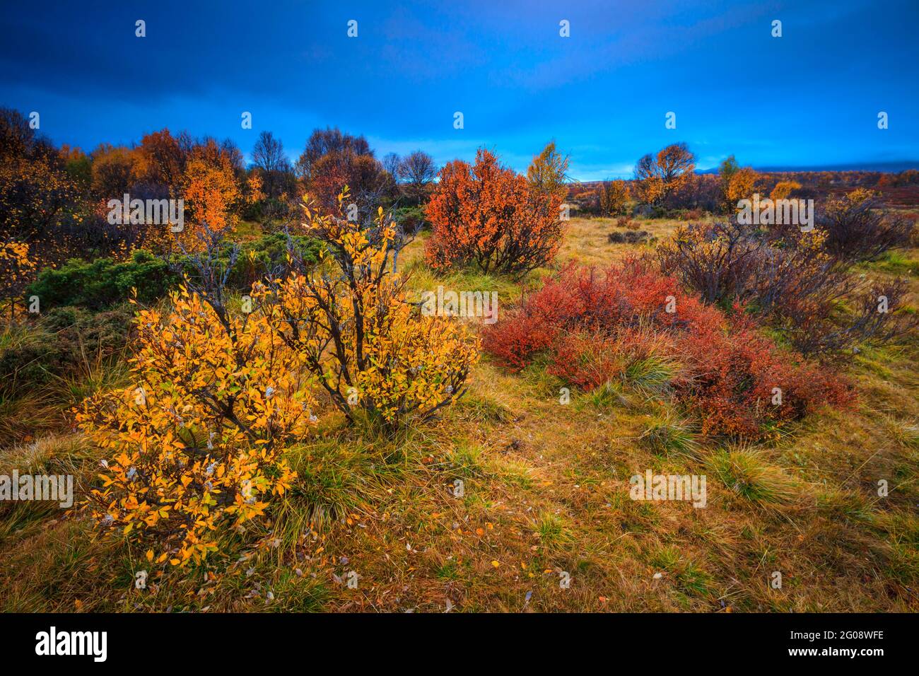 Colorful autumn foliage in September evening light at Fokstumyra nature reserve, Dovre, Norway, Scandinavia. Stock Photo