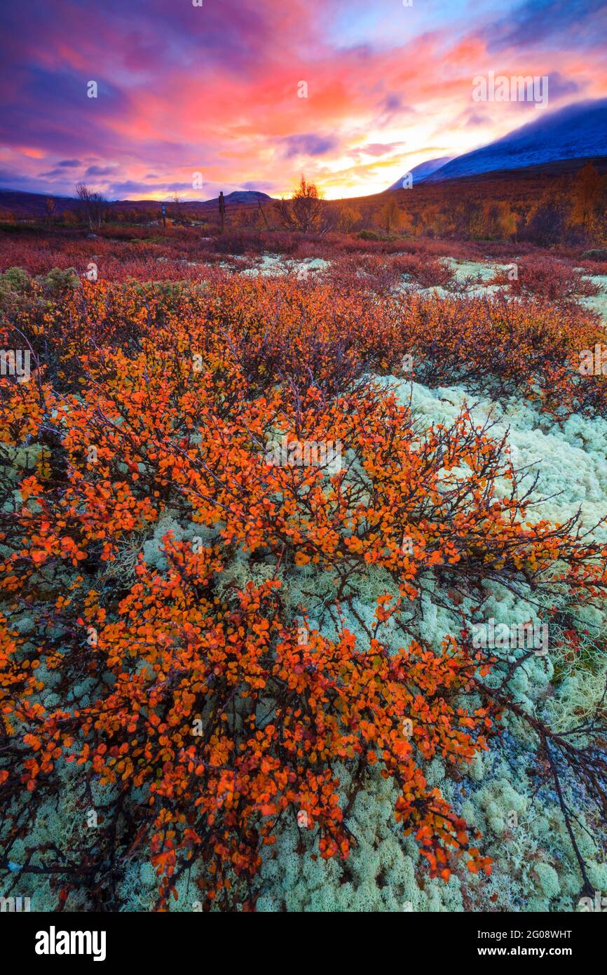 Colorful autumn landscape at sunrise at Fokstumyra nature reserve, Dovre, Norway, Scandinavia. Stock Photo