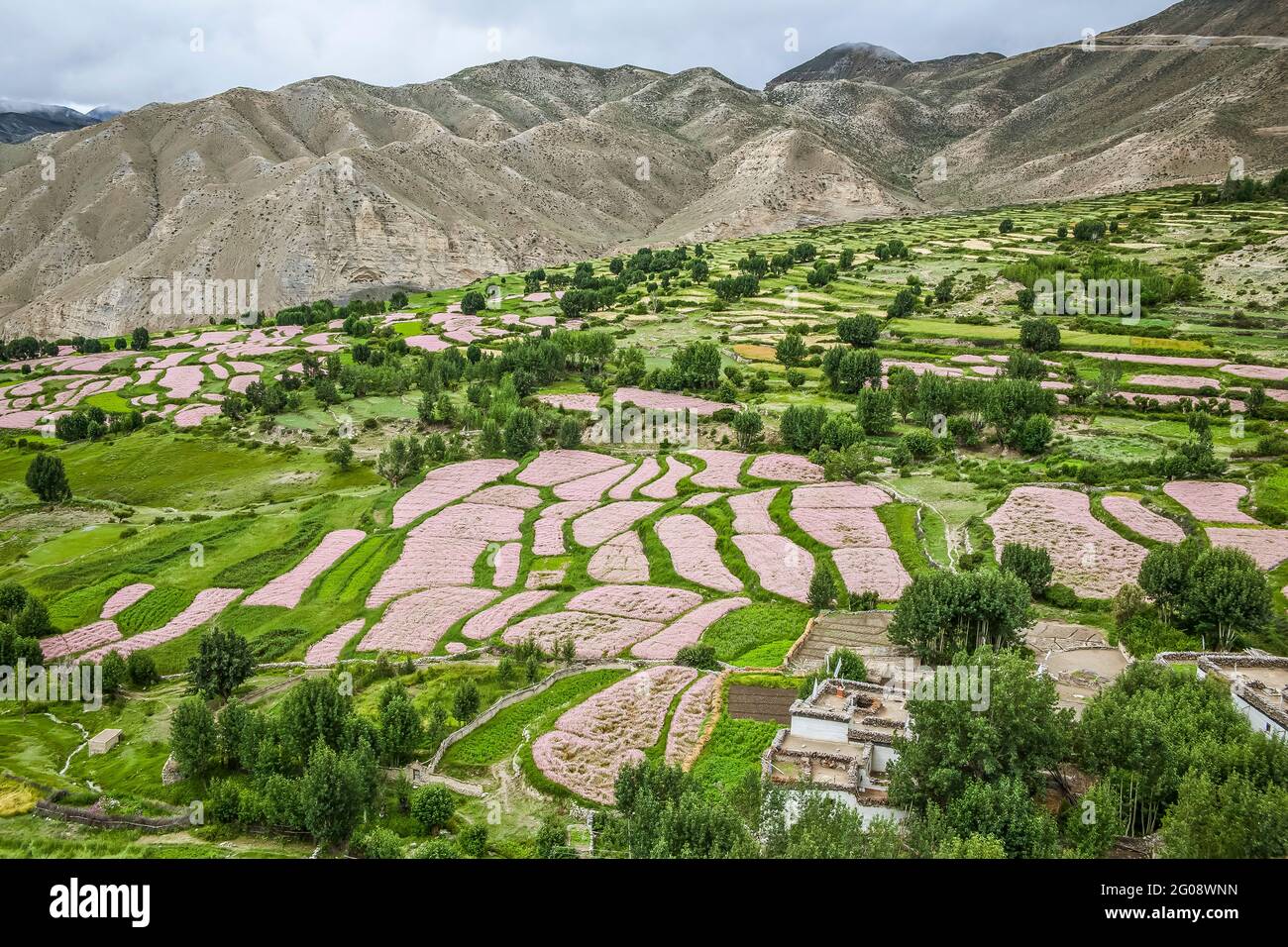 Terraces of pink-flowering buckwheat and green barley at Geling (Ghiling) village, Mustang. Stock Photo