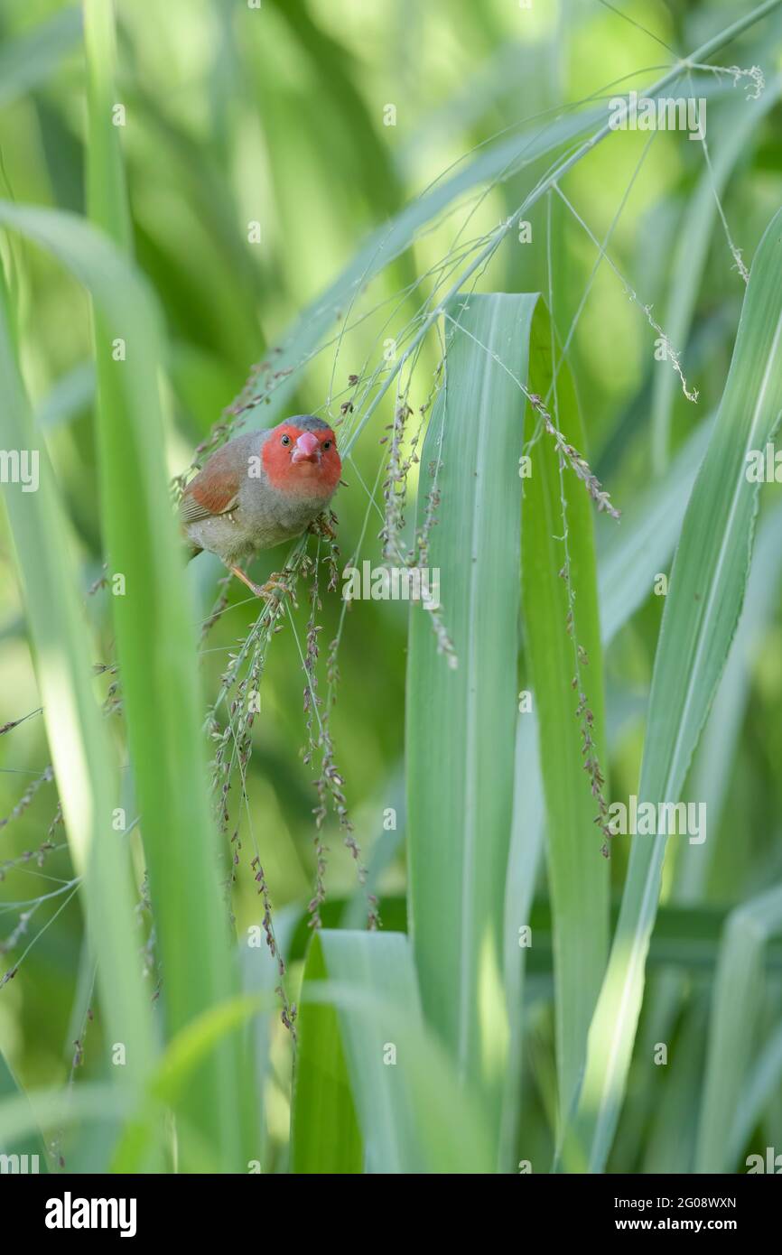 Finch Foraging Single female Crimson finch perched and foraging on grass seed-heads on ...