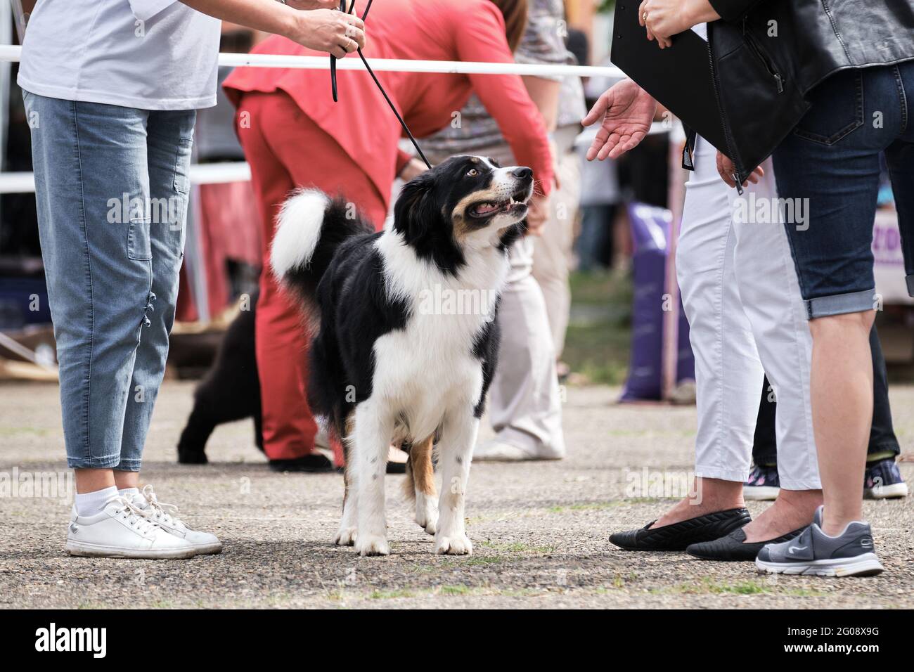 Russia Krasnodar 30.05.2021 dog show of all breeds. Collie stands next to owner and listens to expert opinion. Border collie fluffy black tricolor col Stock Photo
