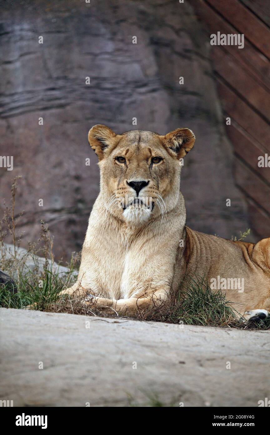 Lion stock image, Wildlife Jungle Animal Lion Stock Photograph, King Of The Jungle, African, wildlife, lion, animal, animals Stock Photo