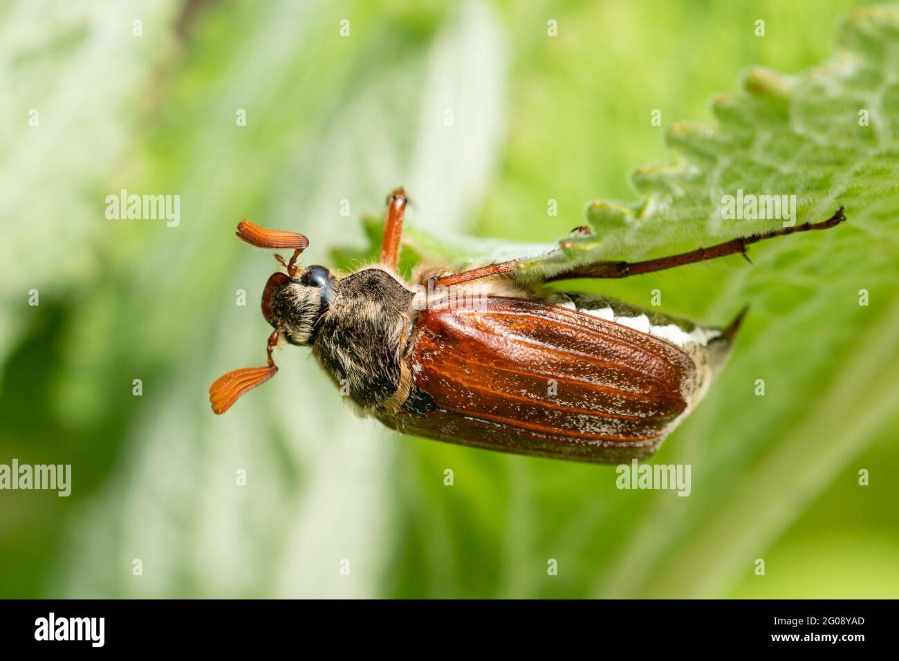Cockchafer beetle also called a May bug (Melolontha melolontha, UK. A male insect Stock Photo