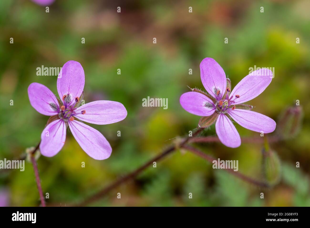 Common storksbill (Common Stork's-bill, Erodium cicutarium), close-up of the pink wildflowers during May, UK Stock Photo