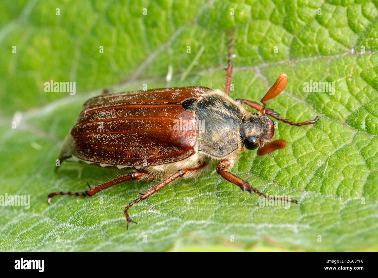 Cockchafer beetle also called a May bug (Melolontha melolontha, UK. A male insect Stock Photo