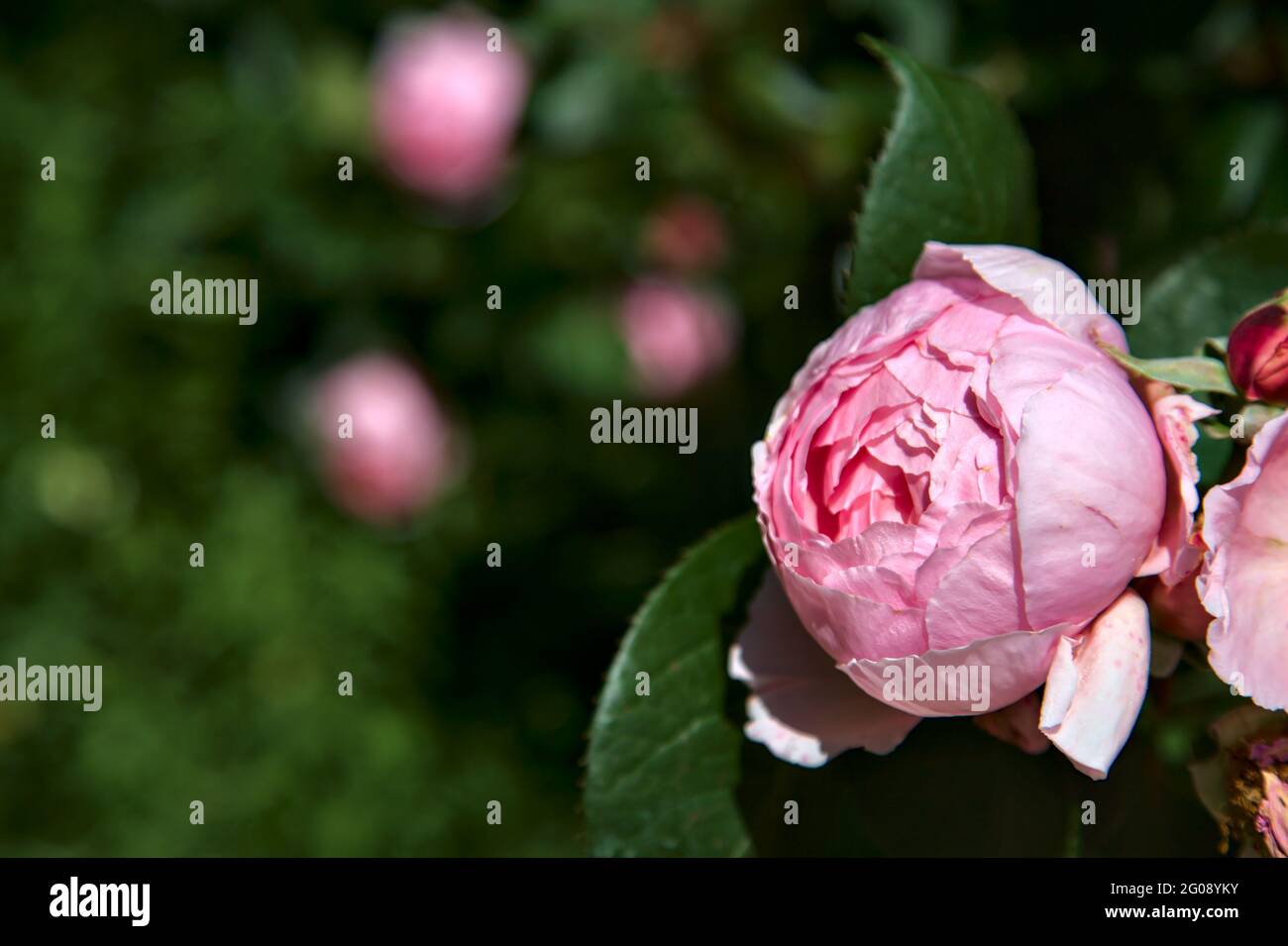 Pink old roses with foliage in bloom seen up close Stock Photo Alamy