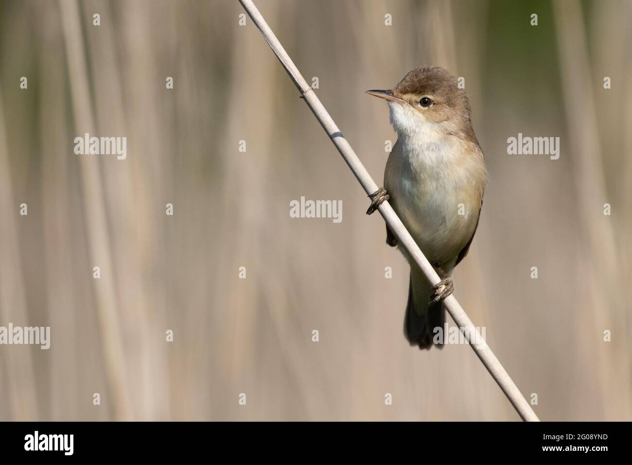 Reed warbler Stock Photo