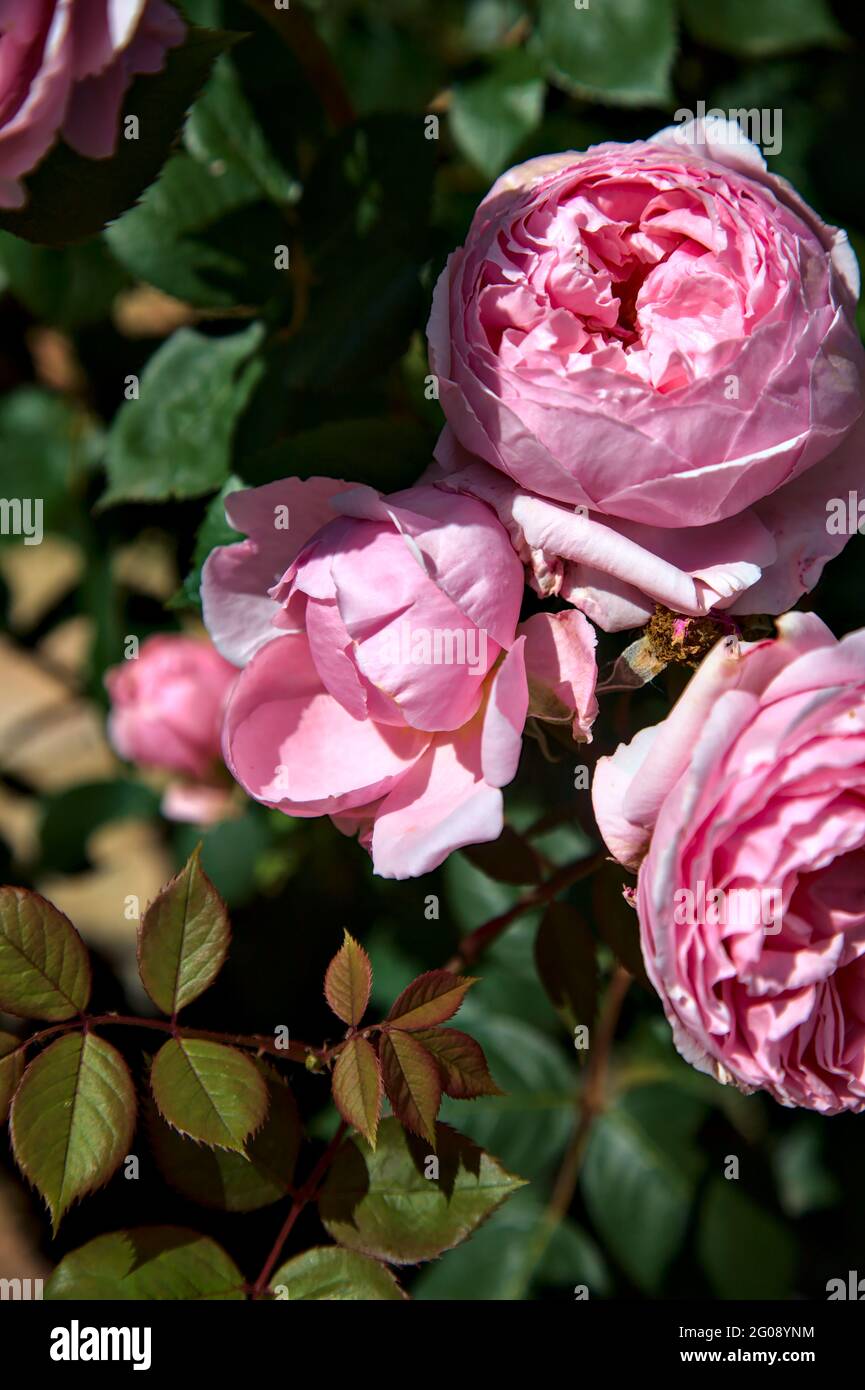 Pink old roses with foliage in bloom seen up close Stock Photo - Alamy