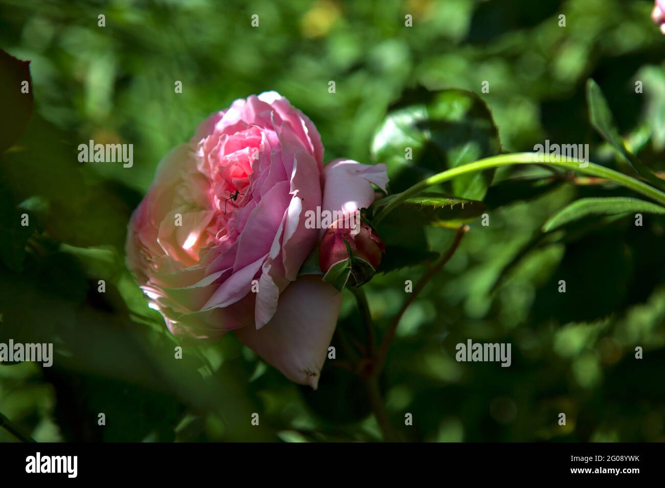 Pink old roses with foliage in bloom seen up close Stock Photo Alamy