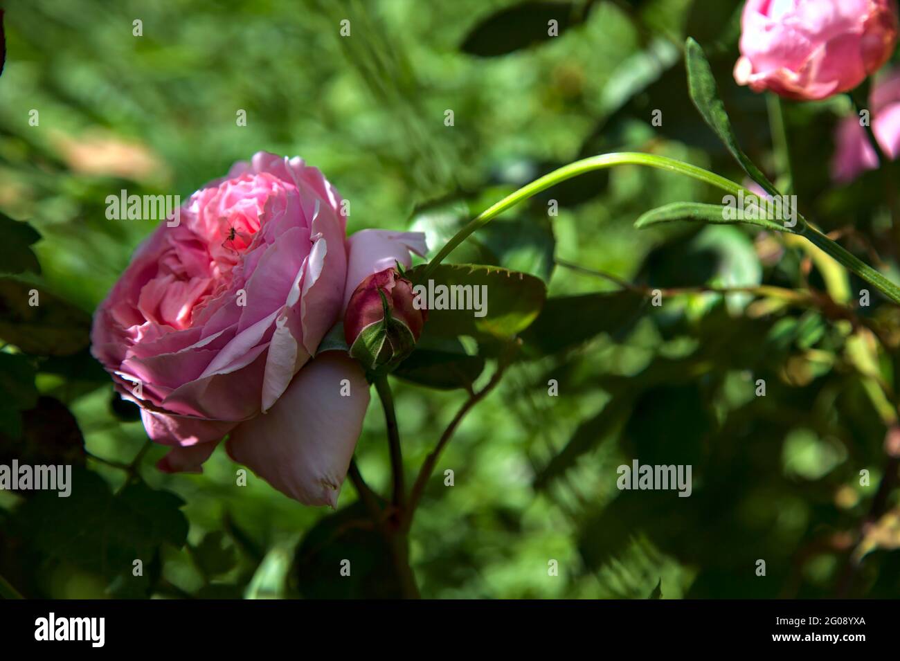 Pink old roses with foliage in bloom seen up close Stock Photo Alamy